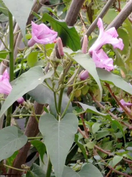 Morning glory, bush morning glory, badoh negro, morning glory tree, besharam, matacabra, borrachero, algodão-bravo, pipe-cane, canudo-de-pito (Ipomoea carnea),  is a species belonging to the bindweed or morning glory family (Convolvulaceae), of the order Solanales.