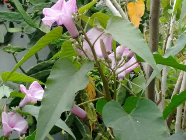 Morning glory, bush morning glory, badoh negro, morning glory tree, besharam, matacabra, borrachero, algodão-bravo, pipe-cane, canudo-de-pito (Ipomoea carnea),  is a species belonging to the bindweed or morning glory family (Convolvulaceae), of the order Solanales.