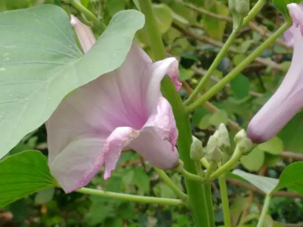 Morning glory, bush morning glory, badoh negro, morning glory tree, besharam, matacabra, borrachero, algodão-bravo, pipe-cane, canudo-de-pito (Ipomoea carnea),  is a species belonging to the bindweed or morning glory family (Convolvulaceae), of the order Solanales.