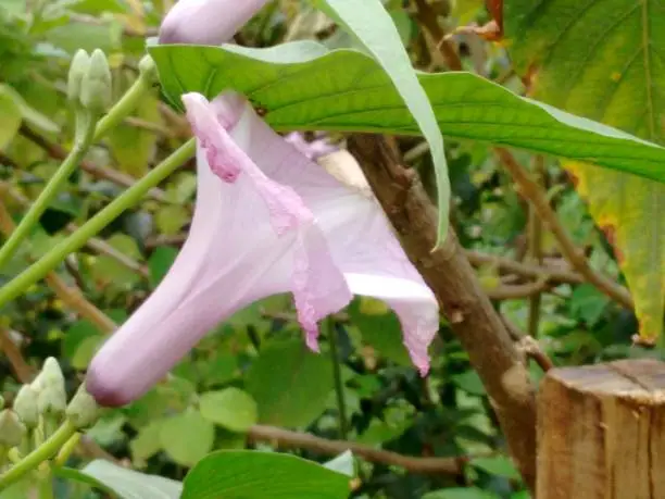 Morning glory, bush morning glory, badoh negro, morning glory tree, besharam, matacabra, borrachero, algodão-bravo, pipe-cane, canudo-de-pito (Ipomoea carnea),  is a species belonging to the bindweed or morning glory family (Convolvulaceae), of the order Solanales.