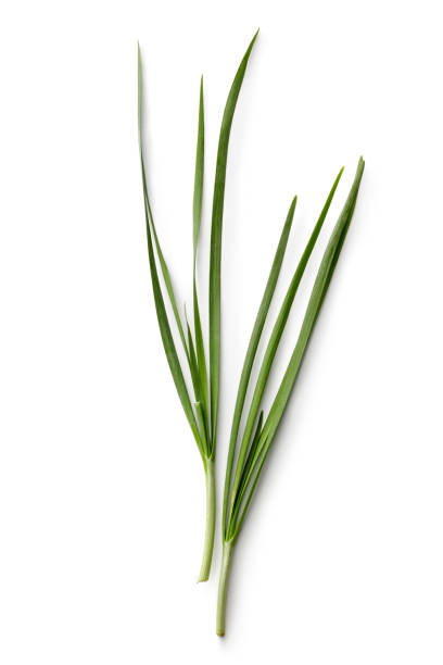 erbe fresche: erba cipollina all'aglio isolata su sfondo bianco - chive herb isolated freshness foto e immagini stock