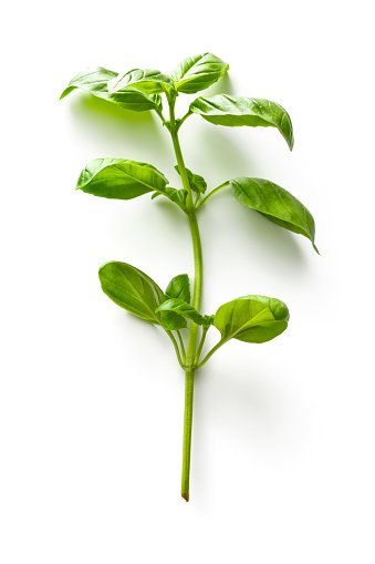 Fresh Herbs: Basil Isolated on White Background