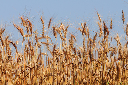 Wheat field ready to be harvested