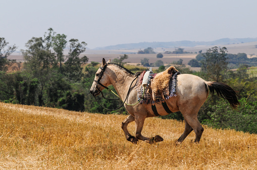 Horse without person riding loose in wheat field