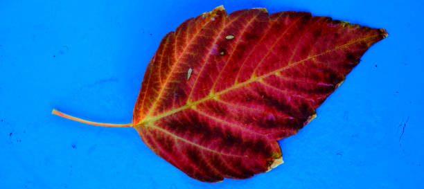 istock Detailed Closeup of Single Fall Leaf with Background 1436741389