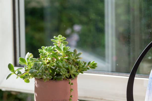 istock Group planting of succulents on the windowsill 1436741571