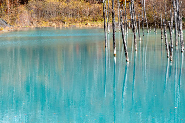 Blue pond in autumn reflecting trees of yellow leaves Blue pond in autumn reflecting trees of yellow leaves shirogane blue pond stock pictures, royalty-free photos & images