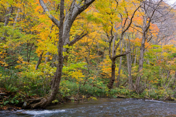 istock Autumn yellow leaves trees and mountain stream 1436741769
