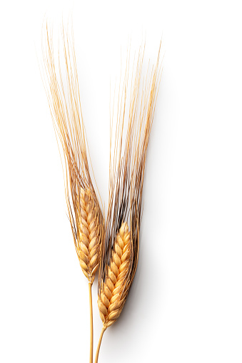 Grains: Wheat Isolated on White Background