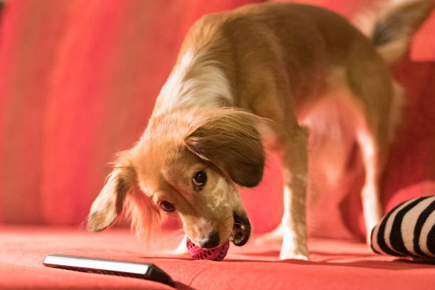 Adorable Young Dog Jumping and Playing on the Couch