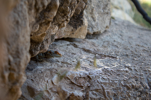 Lizard under the rock