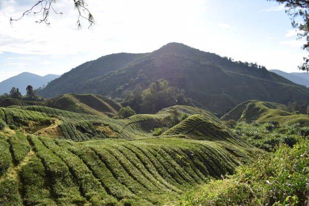istock The Cameron Highlands in Malaysia 1436743636