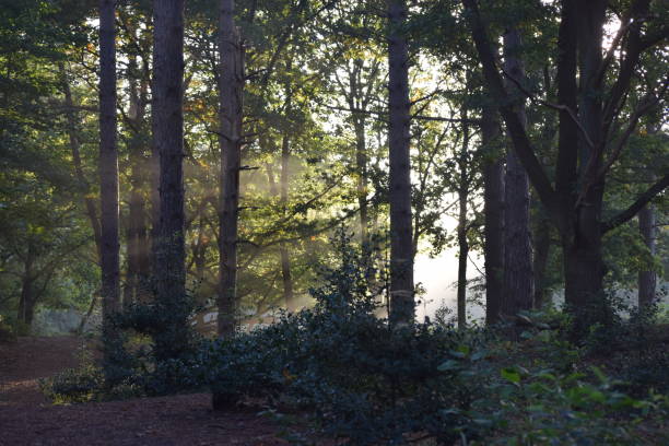 istock Morning sunshine in the forest 1436743662