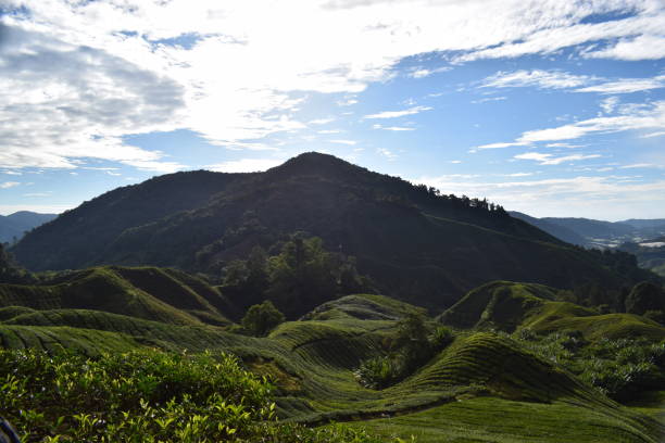 istock The Cameron Highlands in Malaysia 1436743669