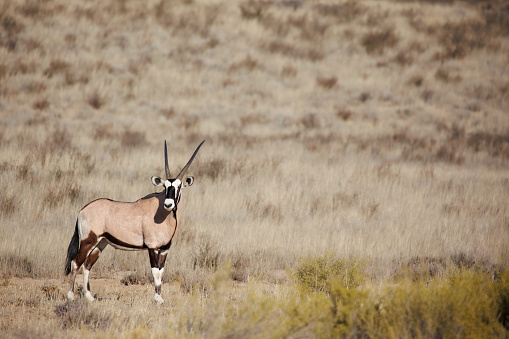 Oryx standing in the Kalahari