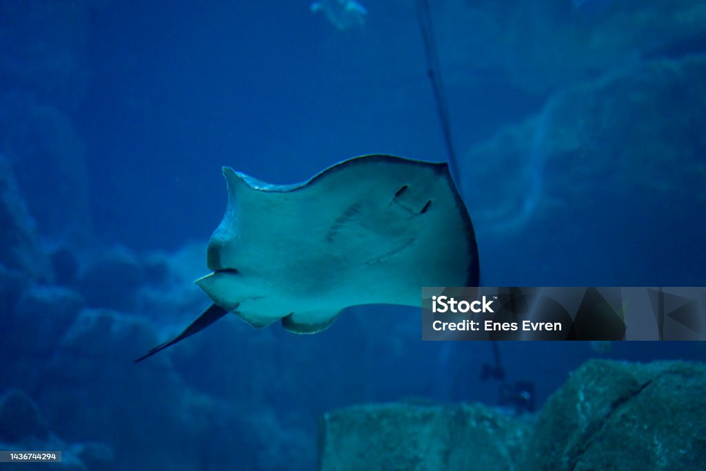 Batfish Batfish, sea life Animal Stock Photo
