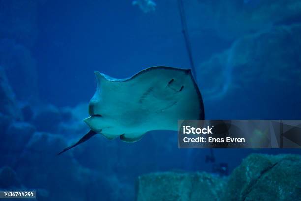 Batfish Stock Photo - Download Image Now - Animal, Animal Wildlife, Aquarium