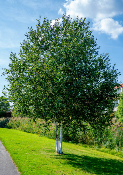 primo piano di una betulla di carta (betula papyrifera) - betula papyrifera foto e immagini stock