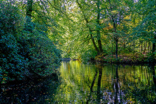 istock Large pond in a nature reserve in the Netherlands 1436747562