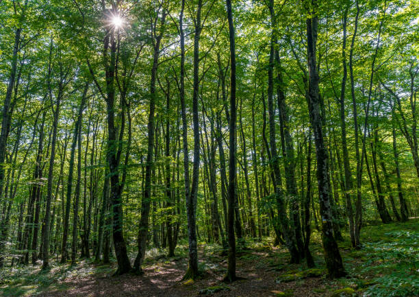 istock Beech trees. Beautiful view of beech forest in the Monte Santiago Natural Park, located between the provinces of Araba, Burgos and Bizkaia (Spain) 1436749634