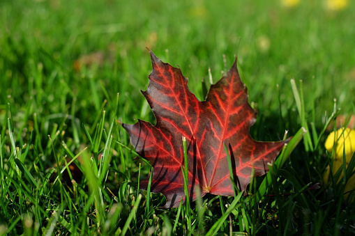 Red maple leaf with texture on ground among green grass. Colorful autumn mood