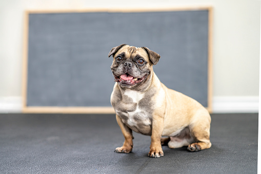 A light brown and black Pug sits with a a toothy grin for a portrait.  He is sitting still in a studio in front of a chalkboard.