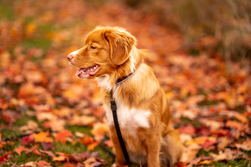 A beautiful brown and white dog sits outside in the fall leaves as he sits pretty for a portrait.
