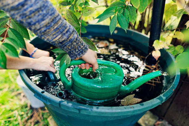 뒤뜰의 식물에 물을 주기 위해 빗물로 물뿌리개를 채우는 십대들. - 수자원 보호 뉴스 사진 이미지