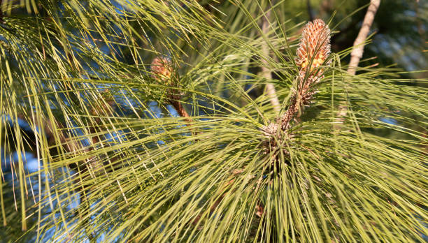 istock Pine tree branch with pinecone and evergreen needles natural background 1436751545