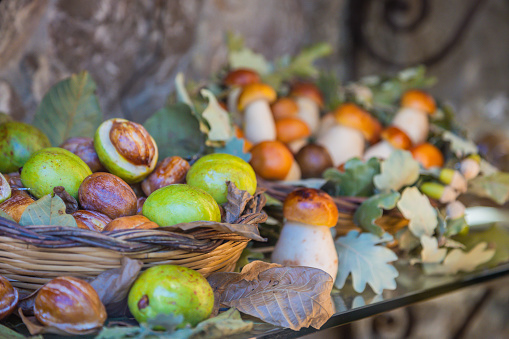 acorns of red oak, quercus rubra on twig closeup