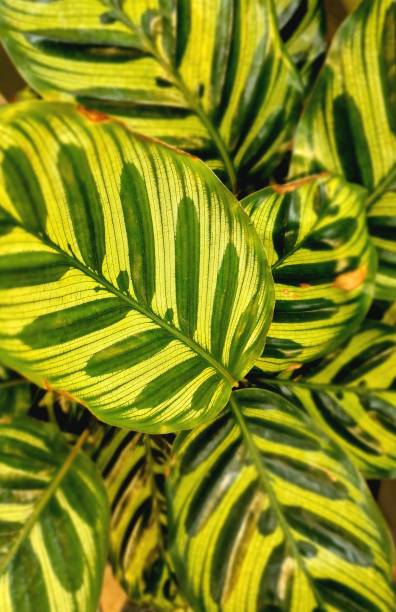 istock leaves of exotic plants as a background for artists 1436752783