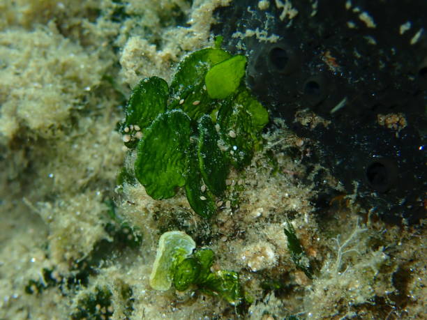 istock Calcareous green algae (Halimeda tuna) close-up undersea, Aegean Sea 1436753629