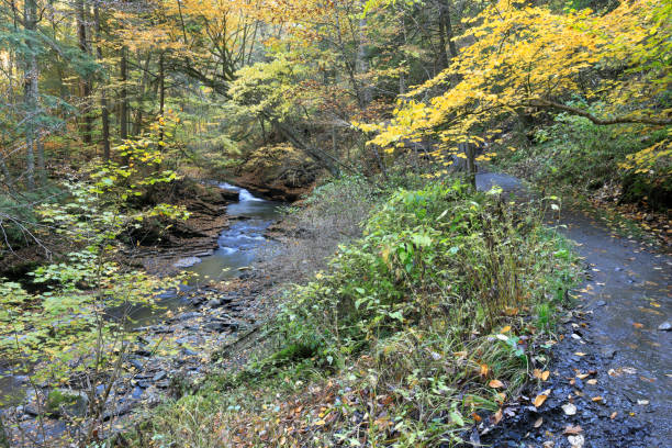Gorge Trail, Fillmore Glen Autumn stock photo