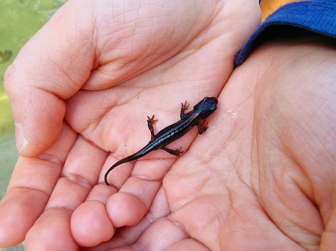 Little newt inside child hands. The image shows a baby newt found in a pond in Zurich City.
