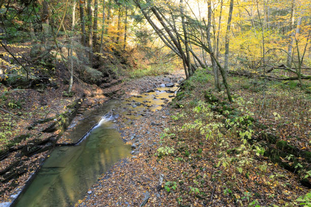 Dry Creek and Forest Path, Fillmore Glen Autumn stock photo