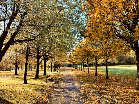 Tree leaves foliages during autumn at public park of glasgow scotland england uk