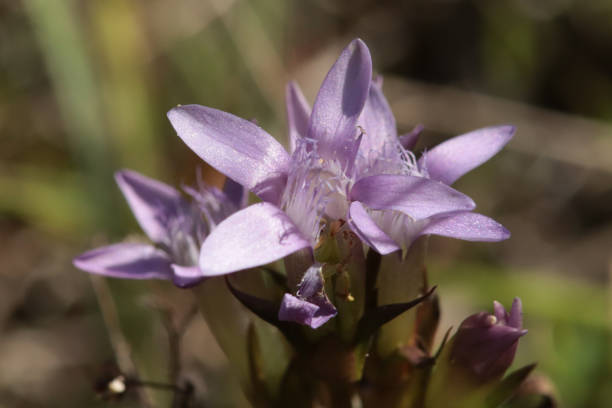 Gentianelle d'Allemagne (Gentianella germanica)