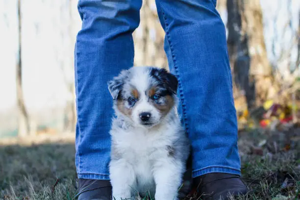 Photo of Australian Shepherd Dog Puppy Sitting at Womans Feet in a Field