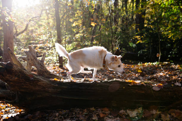 istock disabled mixed-breed dog in autumn forest 1436759319
