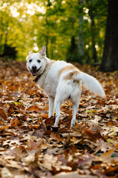 dog walking with Rescued Dog with Tripedalism