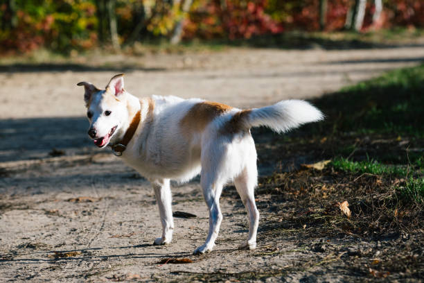 dog walking with Rescued Dog with Tripedalism