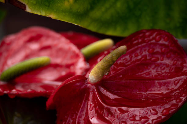 vue rapprochée de la fleur de flamant rose, plante colorée rouge vibrante - anthurium flower formal garden tropical climate photos et images de collection
