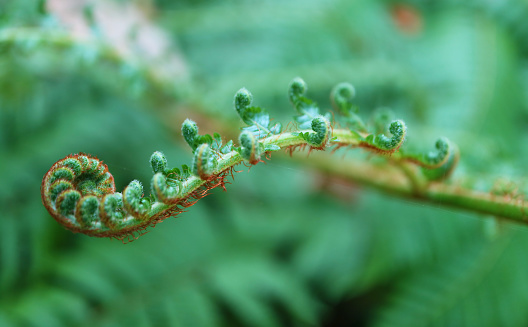 Closeup of Amazing Unrolling Young Fern Leaves