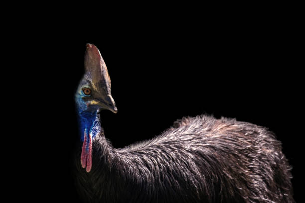 Front view of a Casuario (Cassowary) on black background. Close-Up Of Cassowary