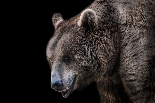 View of a brown bear on a black background. Wildlife concept