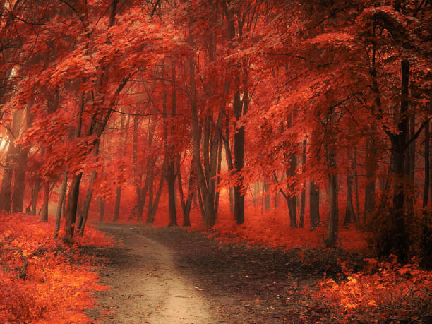 Colourful autumn woods, orange leaves on trees. stock photo