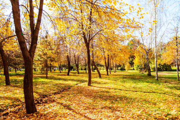 Beautiful autumn park scenery
