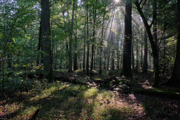 istock Old oak trees in morning mist 1436771346