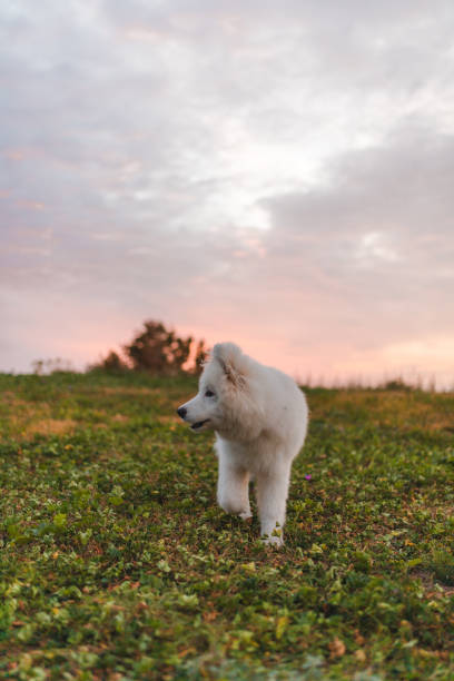 istock Portrait of a young Samoyed puppy running outdoors during sunset 1436772963