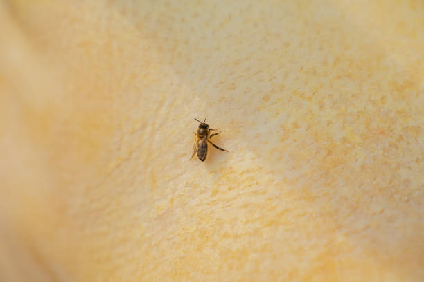 istock bee close-up sitting on white skin 1436773213